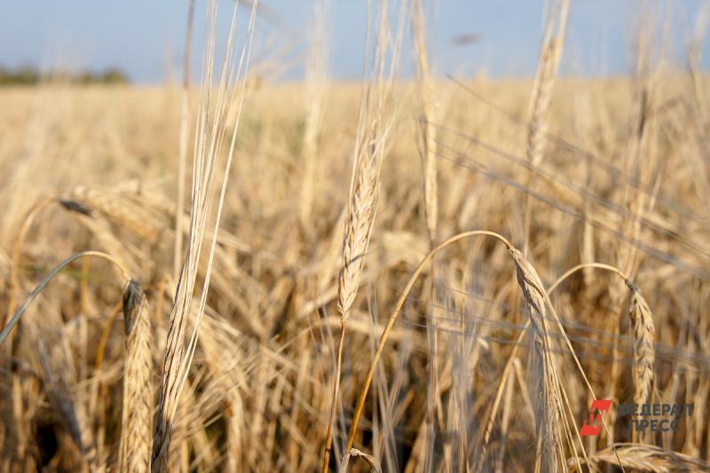 Урожай зерна 2020 года превысил прошлогодний на треть