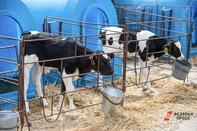 Поголовье крупного рогатого скота в 2020 году в Нижегородской области выросло