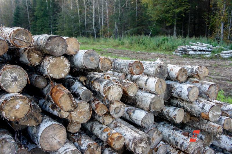 С начала 2020 года на пунктах приема и отгрузки древесины выявлено 514 нарушений законодательства