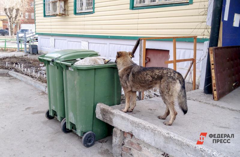 Уральцы страдают от нашествия собак с мусорного полигона. «Боимся за свое здоровье и жизни детей»