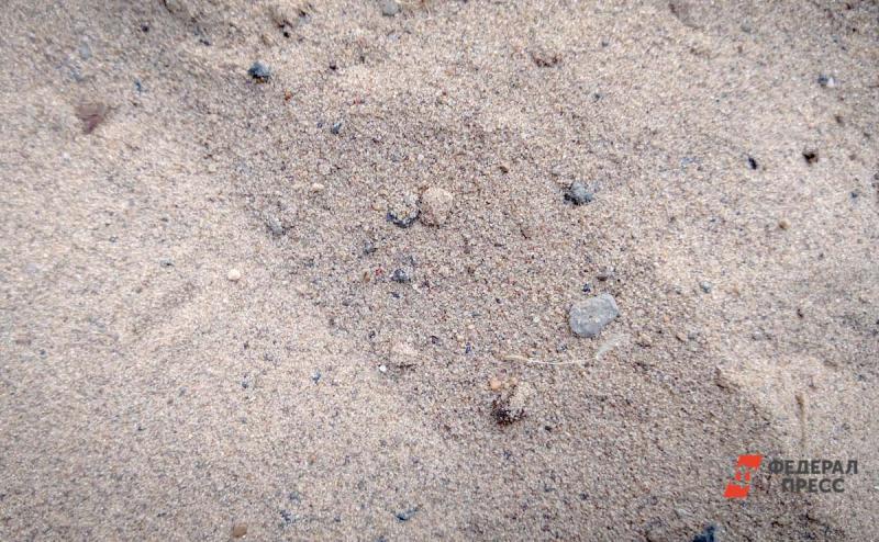 Причиной катастрофы на Халактырском пляже назвали водоросли