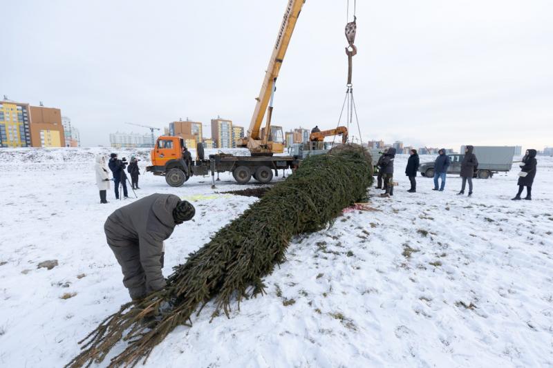 В Академическом районе Екатеринбурга появилась большая сибирская ель