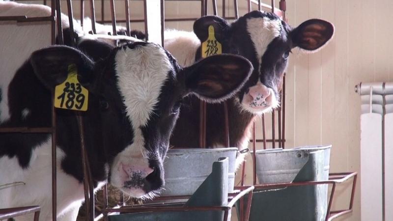 С 1 января 2012 года вся молочная продукция должна будет проходить обязательную маркировку