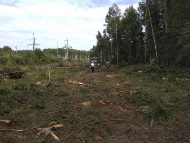 В Асбесте в суд передано дело о незаконной вырубке деревьев