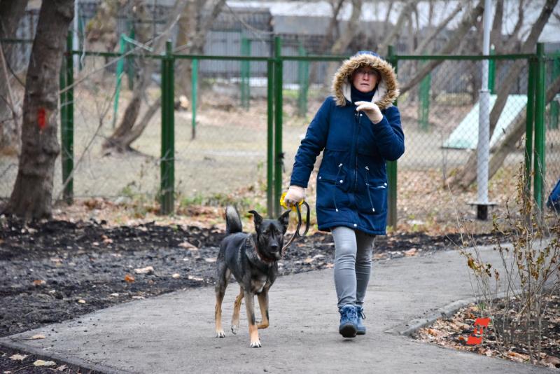 Прогулки с собакой повышали риск заражения инфекцией на 78 %
