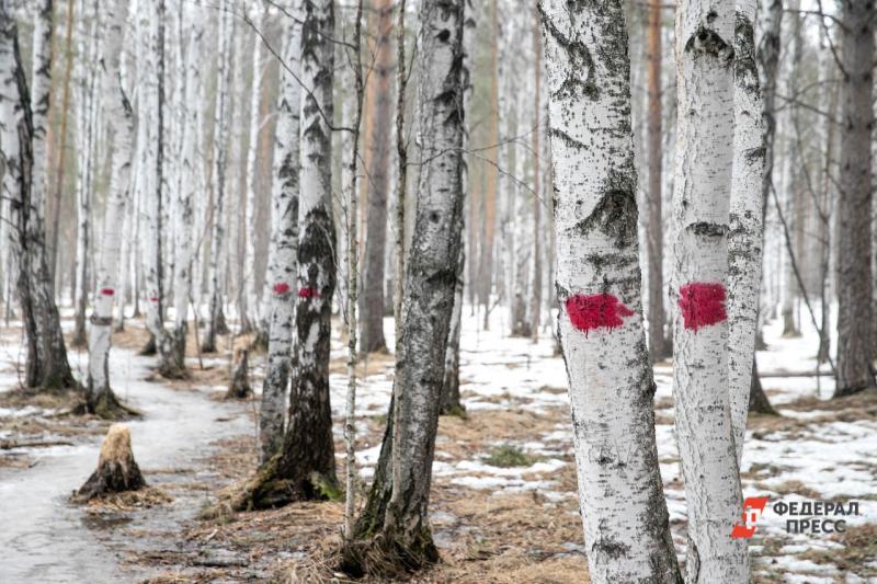Партия «Единая Россия» внесла поправки в Лесной кодекс