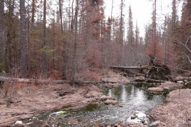 Экологи рассказали о загрязнении рек на севере Урала отвалами УГМК