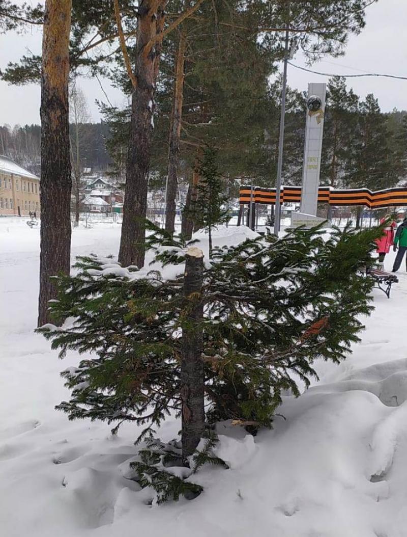 Кузбассовец срубил елку в центре Калтана