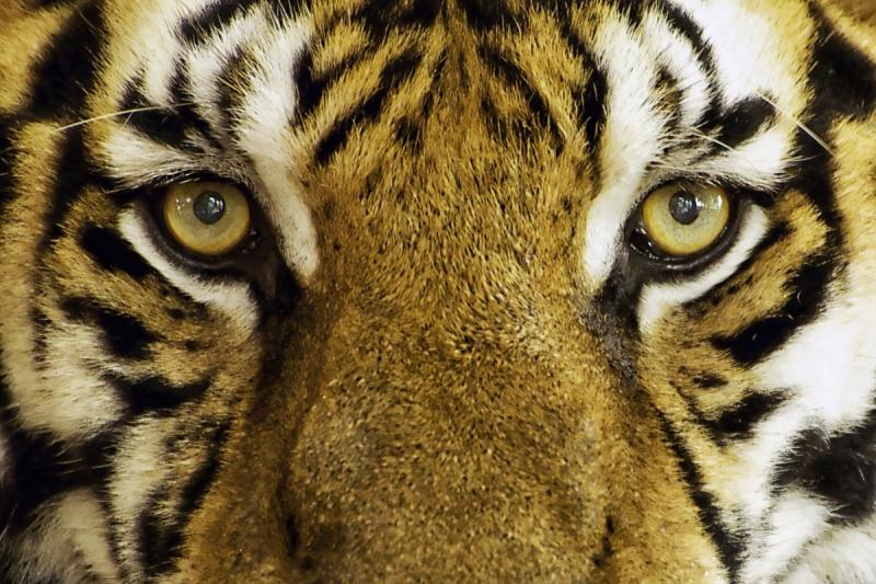 Амурский тигр убил хабаровского охотника