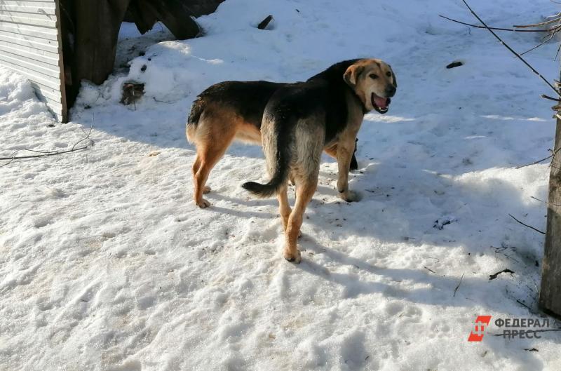 Жители Новокузнецка просят мэра убрать бродячих собак с улиц