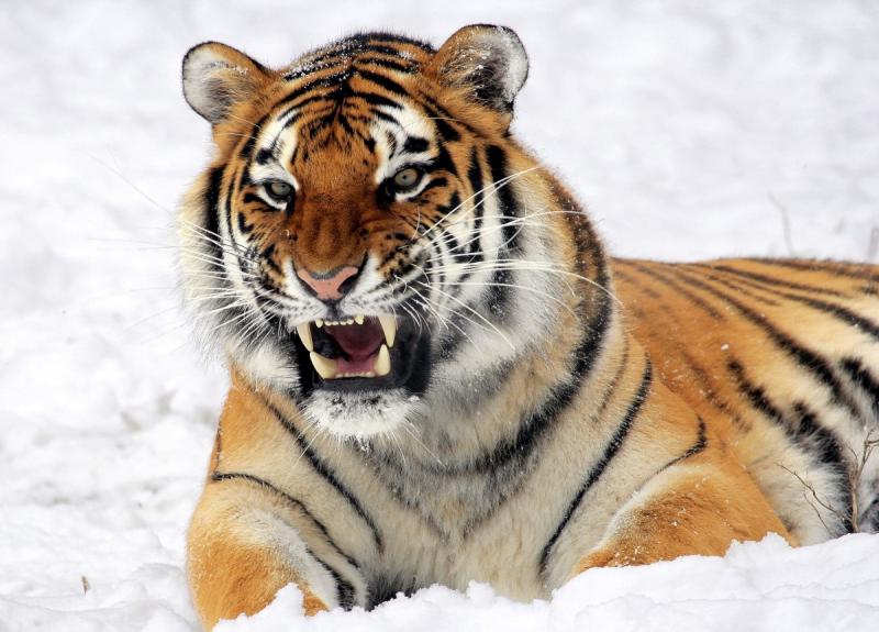 Тигрица-людоедка едва не убила хабаровского госслужащего