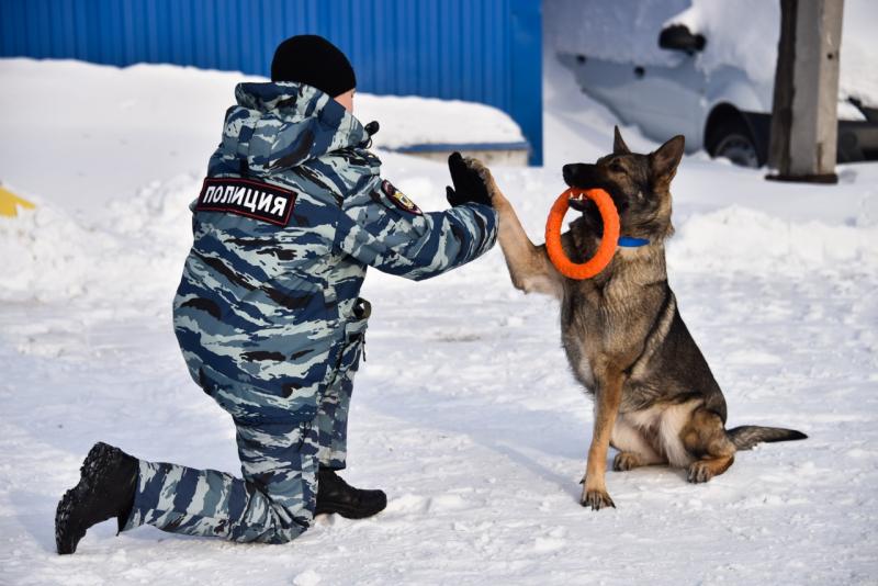 Кинологи Урала рассказали о тренировках собак