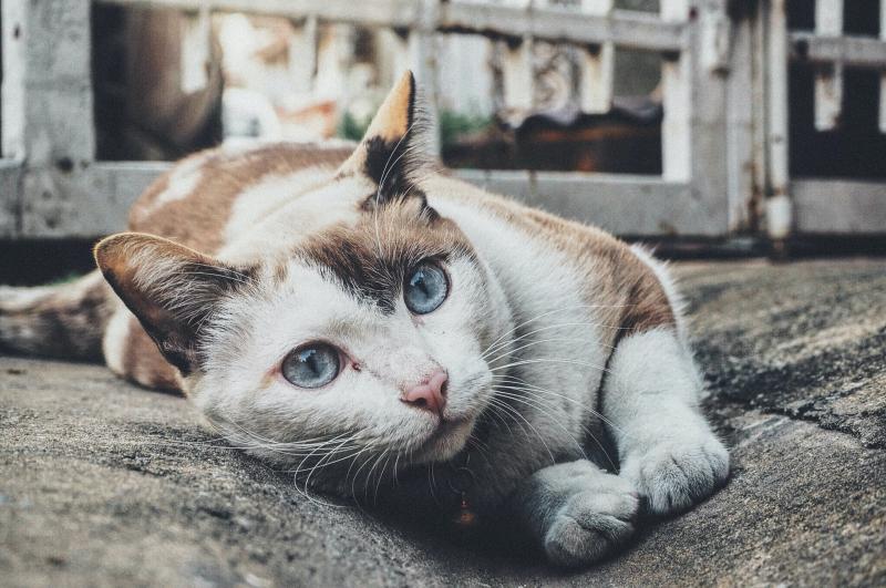 Французские власти выдают сертификаты для кормления бездомных кошек на улице