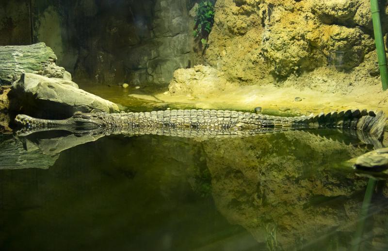 В природе этот вид крокодилов считается вымирающим