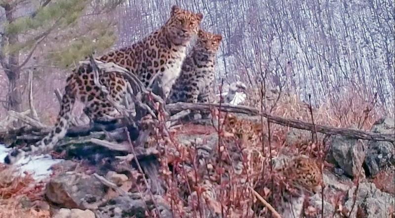 Редкие кадры: приморские ученые сняли четырех дальневосточных леопардов