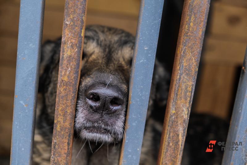 Часть депутатов новосибирского заксобрания выступили за усыпление бездомных собак
