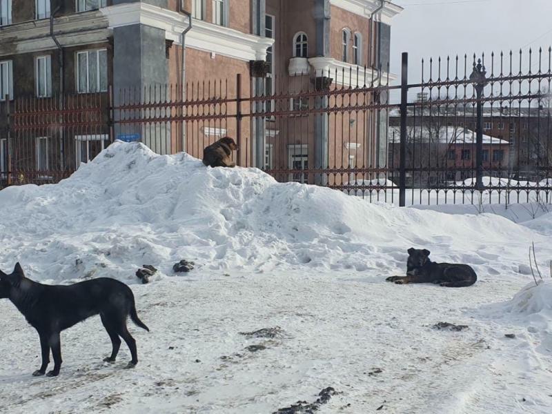 Власти Новокузнецка могут содержать только каждую пятую бездомную собаку