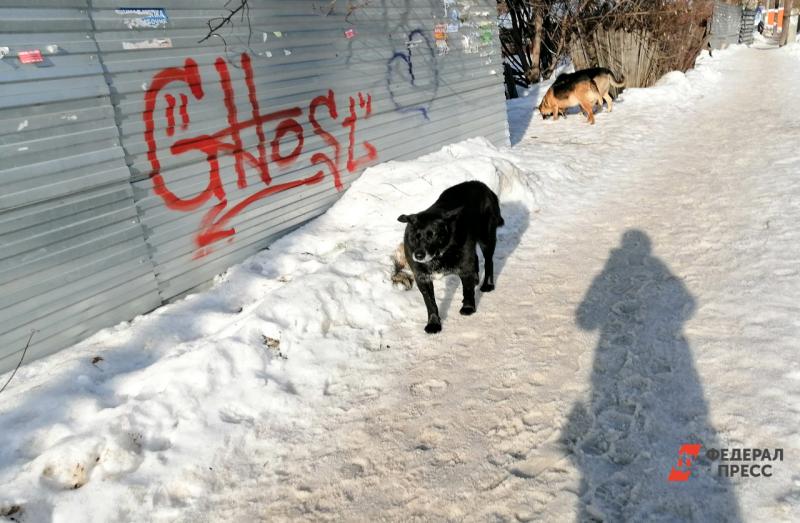 В Новокузнецке стая собак напала на школьницу