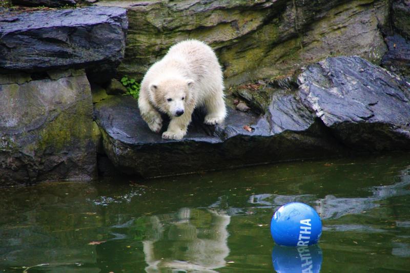 В ростовском зоопарке медвежонок вышел к посетителям
