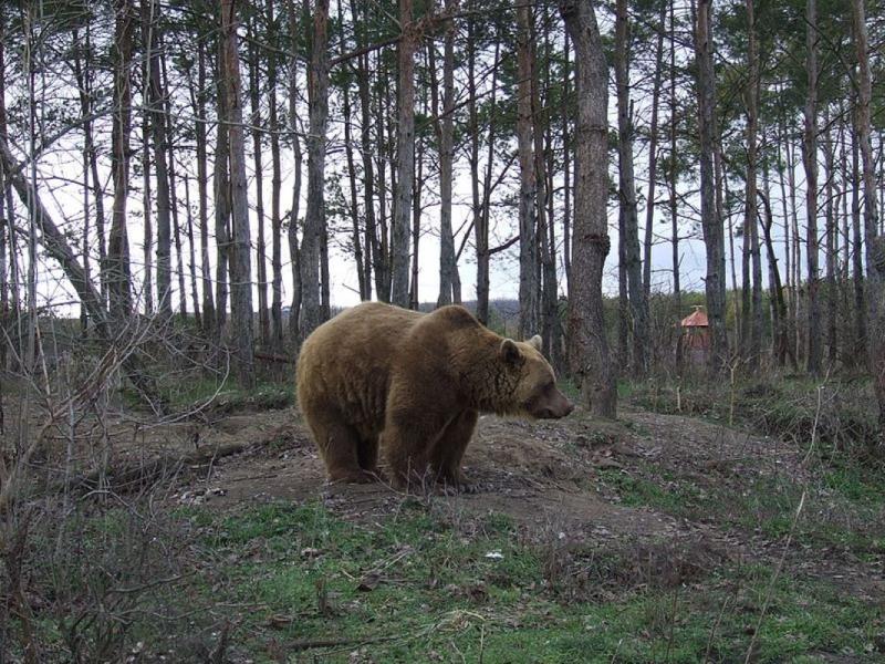 Свердловчанам рассказали, куда звонить при встрече с медведем