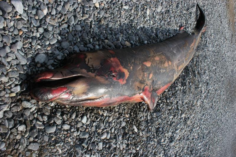 Мертвого китенка обнаружили на приморском побережье