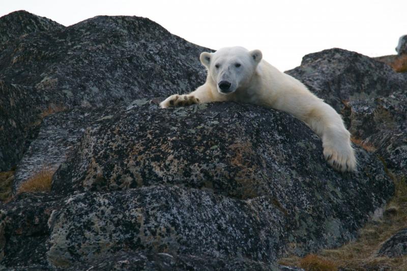 Якутские экологи отлавливают белого медведя