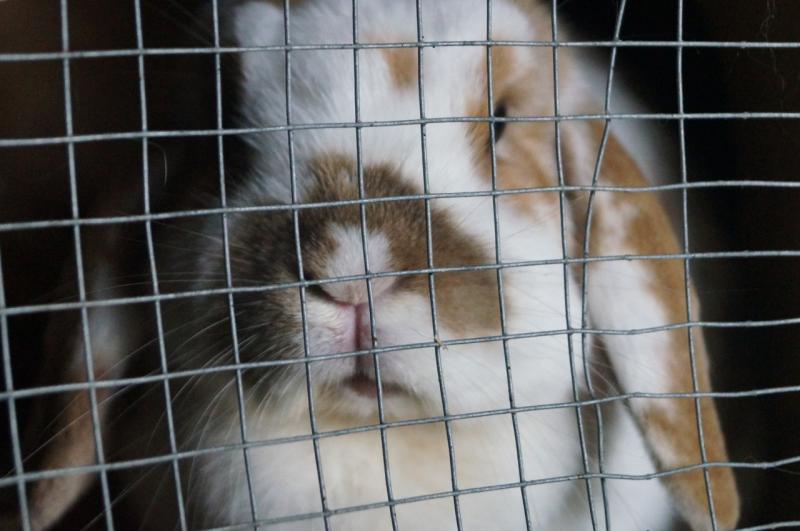 В соцсетях призывают подписать петицию против испытаний косметики на животных