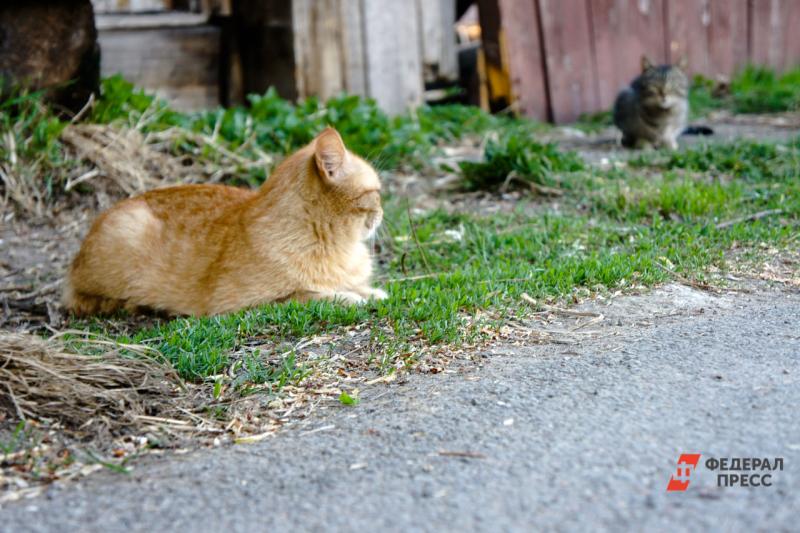 Кошки