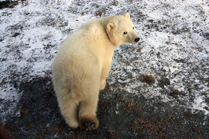 «Роснефть» поддержала новую экспедицию по изучению белого медведя