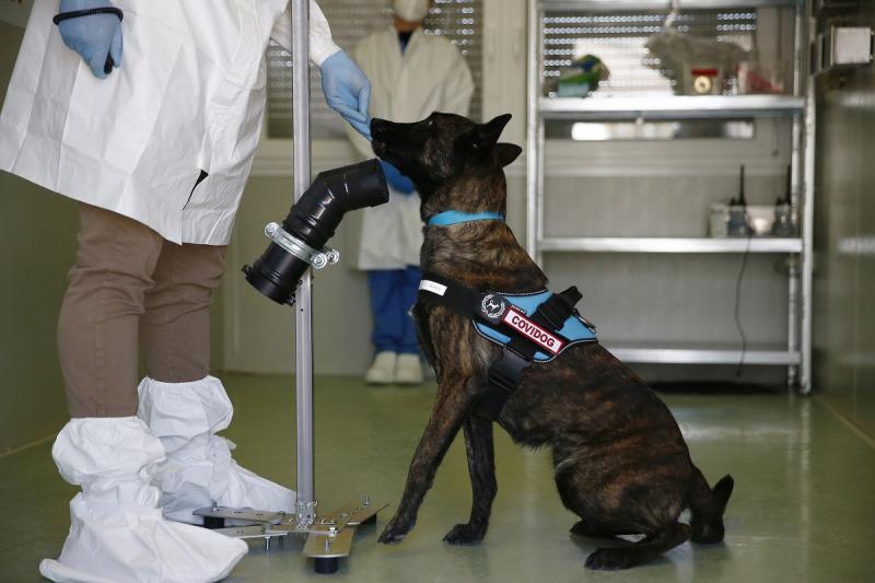 Ученые пообещали научить собак определять целый спектр заболеваний