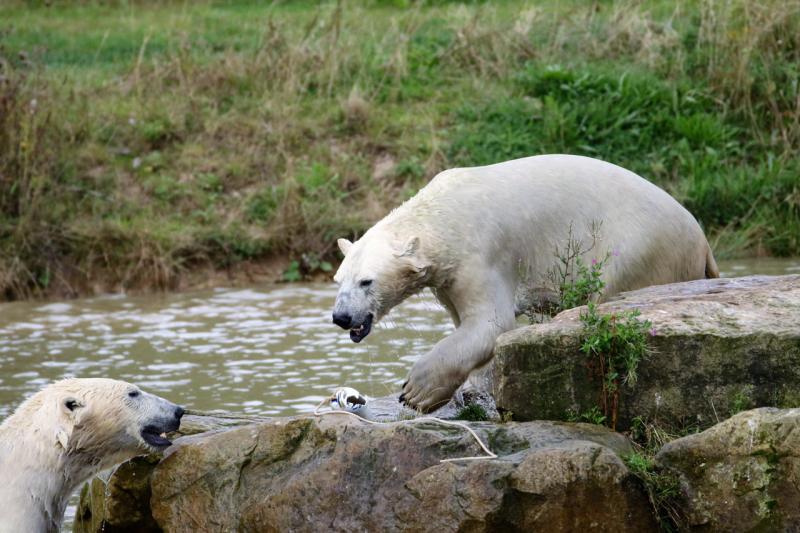 «Роснефть» занимается изучением и сохранением популяции белого медведя
