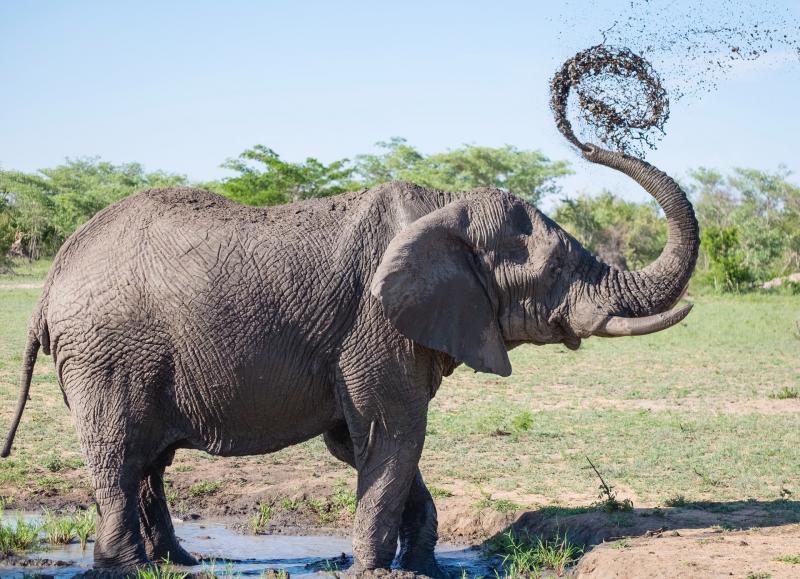 Слониха может освободиться из зоопарка