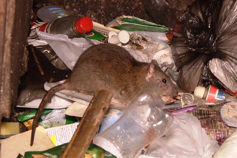 Крысы с развалов мусора в Миассе бегают на детскую площадку