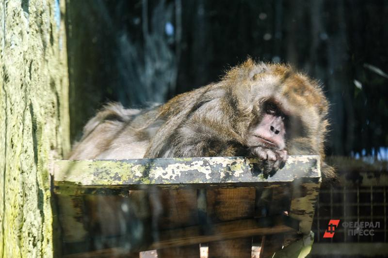 В Челябинске 1 мая в зоопарке откроют зал приматов