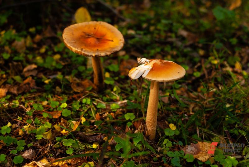 Новые нормы запрещают сбор грибов меньше определенного размера