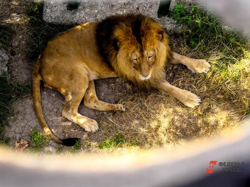 В Индии COVID-19 заразились 8 львов