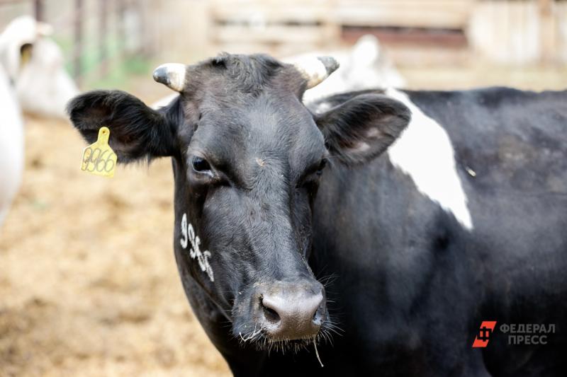 Каждая корова будет  давать по 10 тонн молока ежегодно