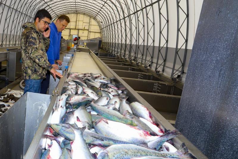 Рыбы на Дальнем Востоке становится меньше