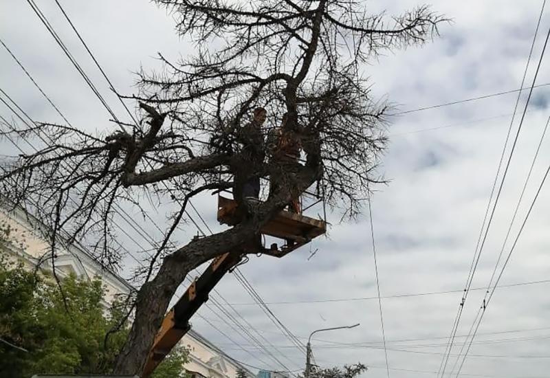 Редкое дерево снесли в центре Челябинска 1 июня