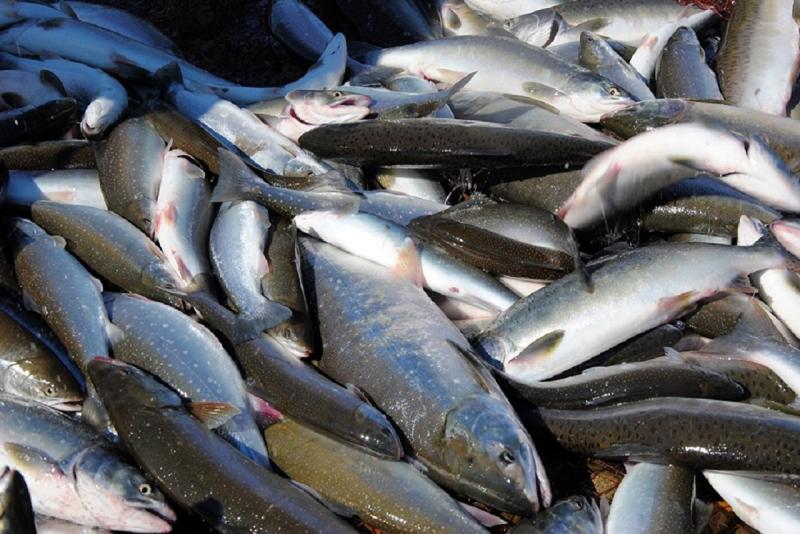 Улов лосося упал на 40 процентов по сравнению с прошлым годом