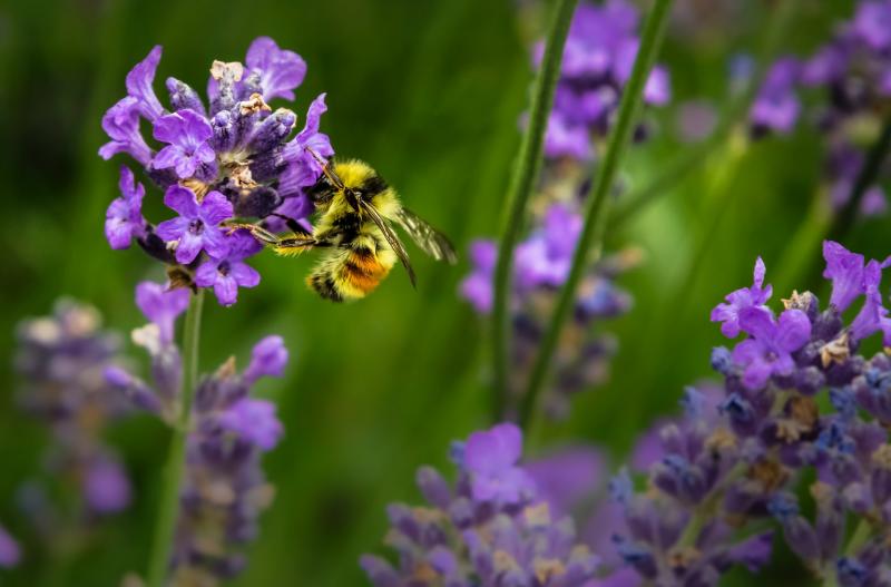 Власти предупредили жителей Подмосковья о пьяных пчелах