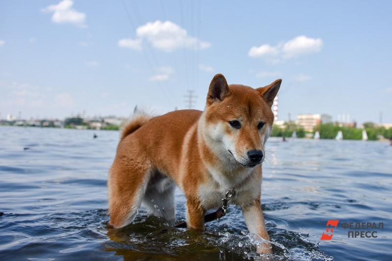 Собака в водоеме