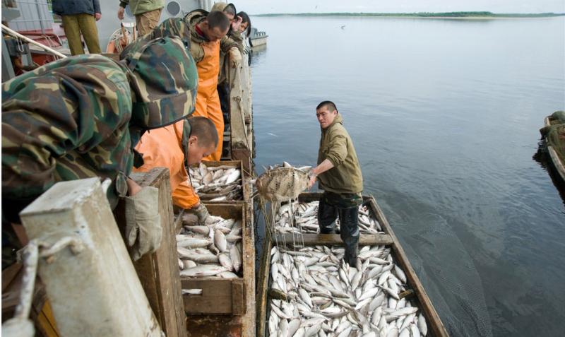 Ямальские рыбаки
