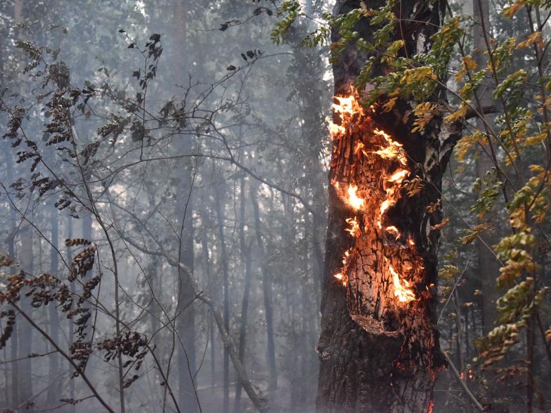 Лесные пожары на Урале