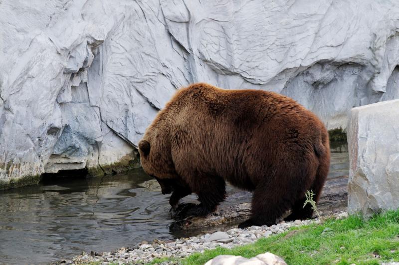 При столкновении с голодным медведем у человека практически нет шансов на спасение