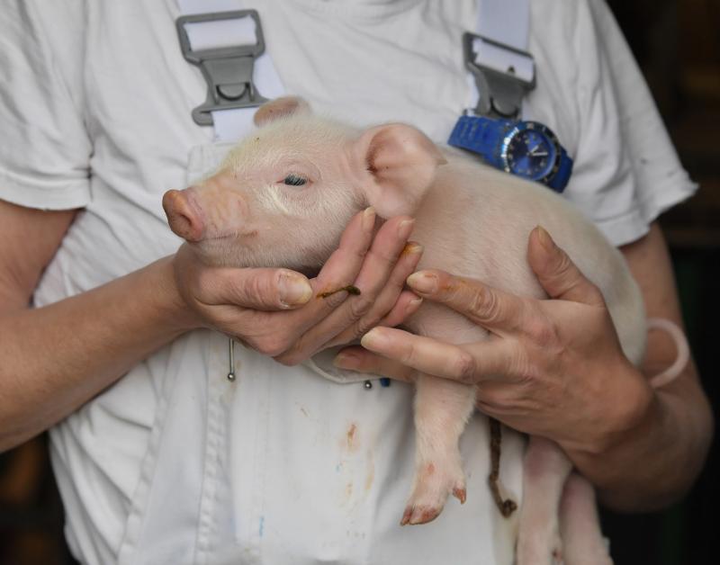 Паводки могут принести российским регионам африканскую чуму свиней
