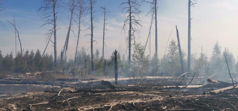 В Мордовии третий день не могут справиться с крупным пожаром в заповеднике