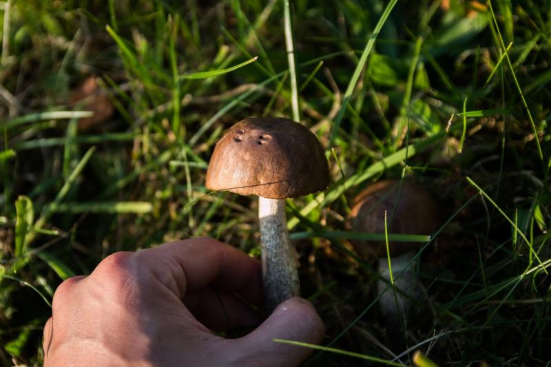 Если в августе и сентябре пройдут холодные долгие дожди, то будет большой урожай грибов