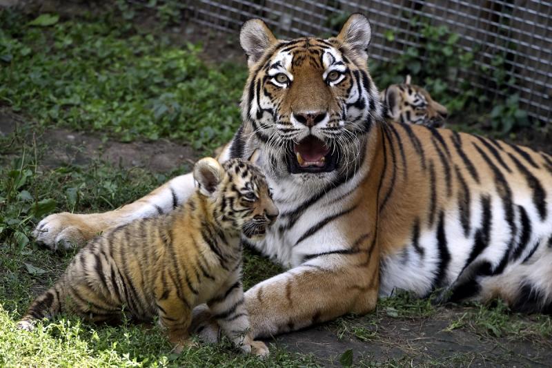 Амурский тигр