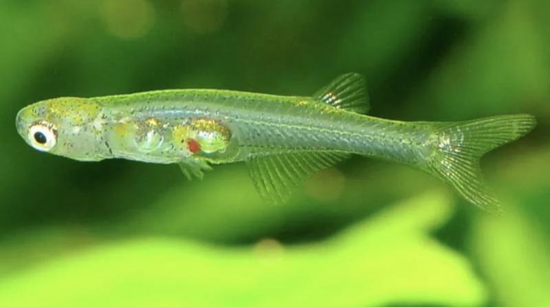 В Мьянме обнаружили новый вид рыб с крошечным мозгом